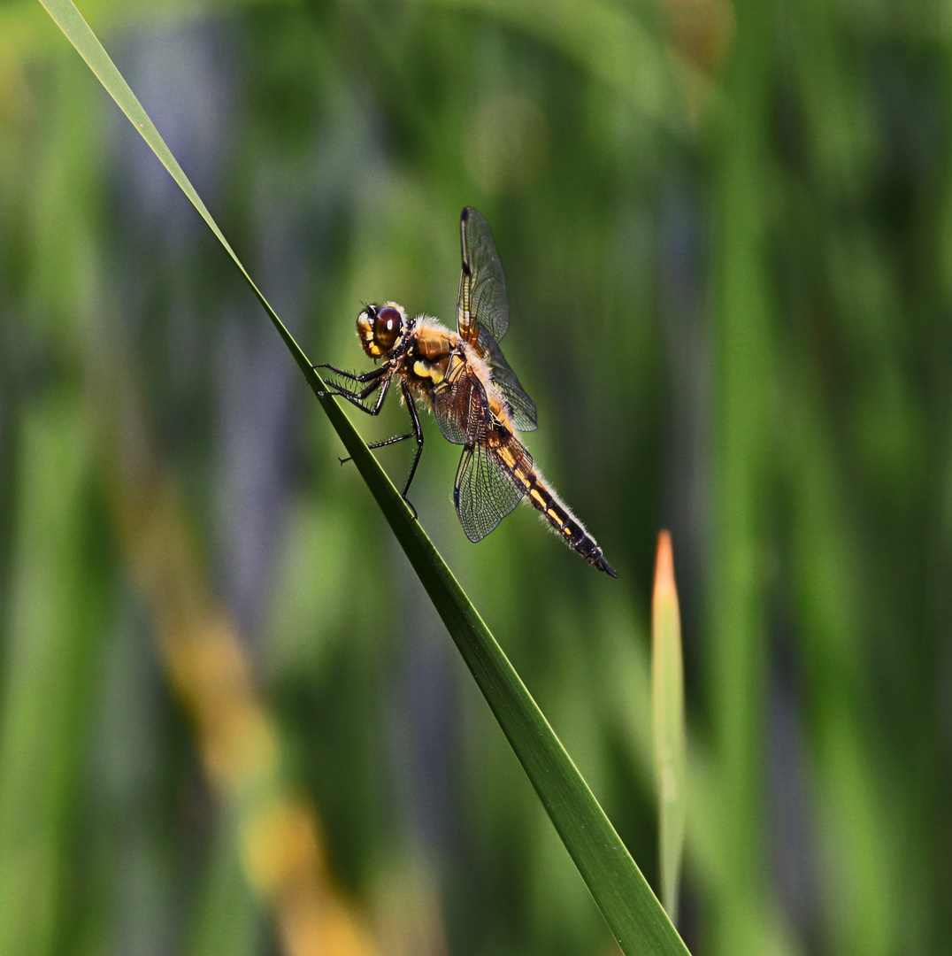 Libelle....