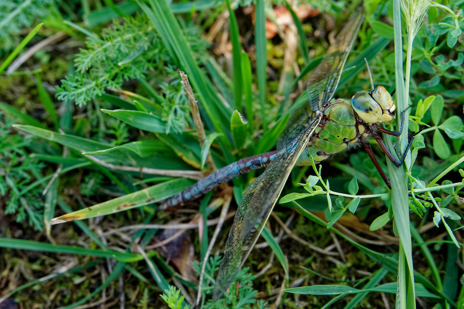 Libelle