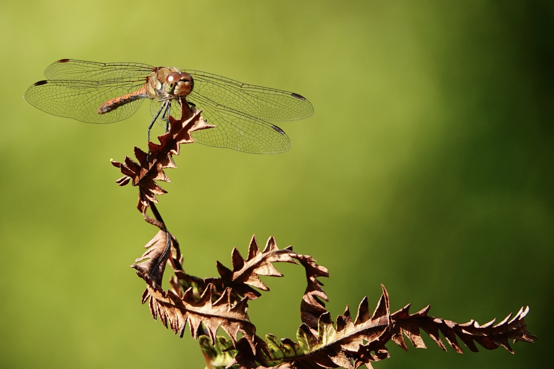 LIBELLE