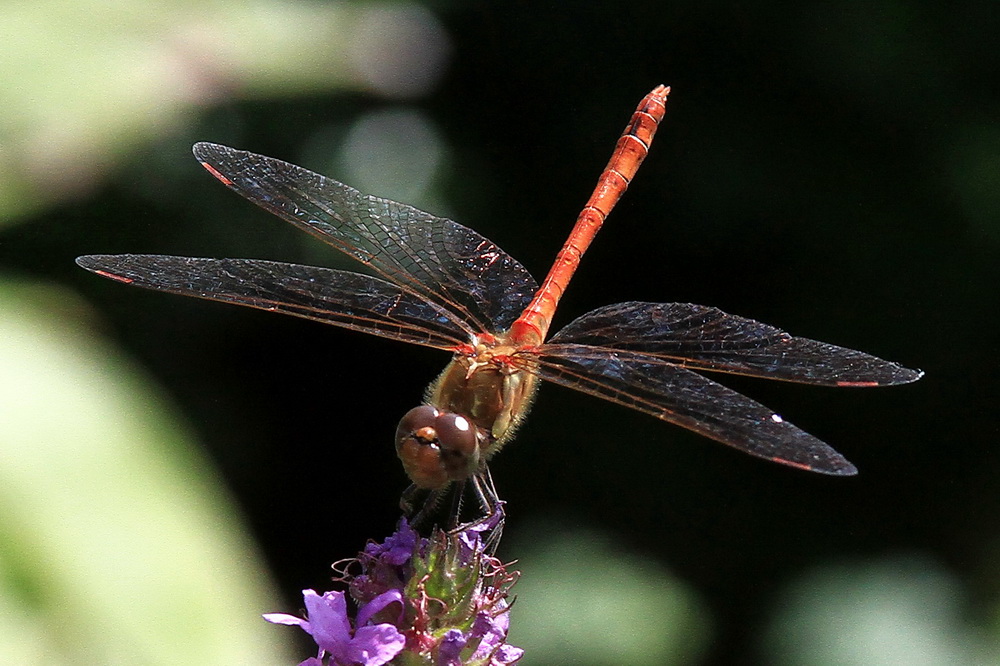 Libelle