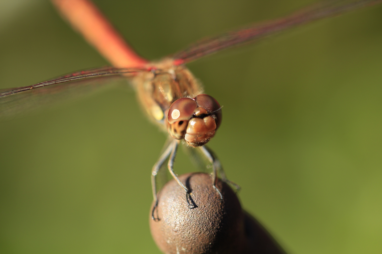 Libelle