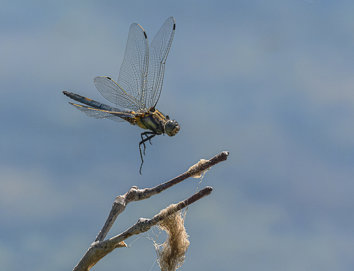 Libelle