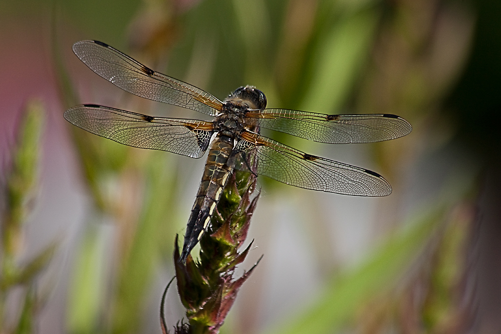 Libelle...