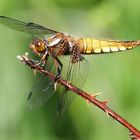 Libelle