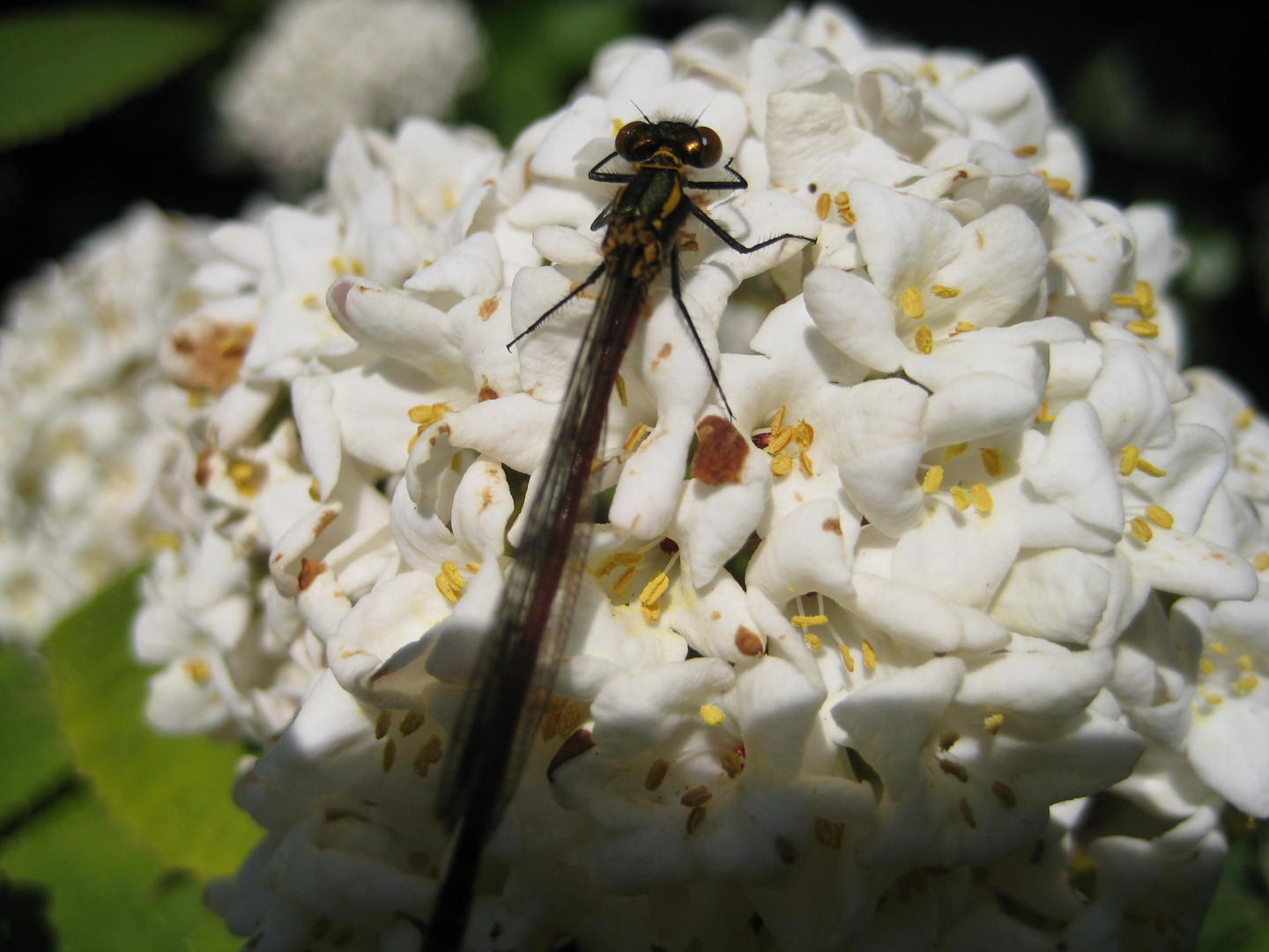 Libelle