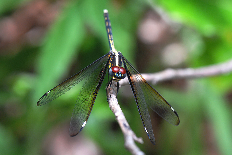 Libelle