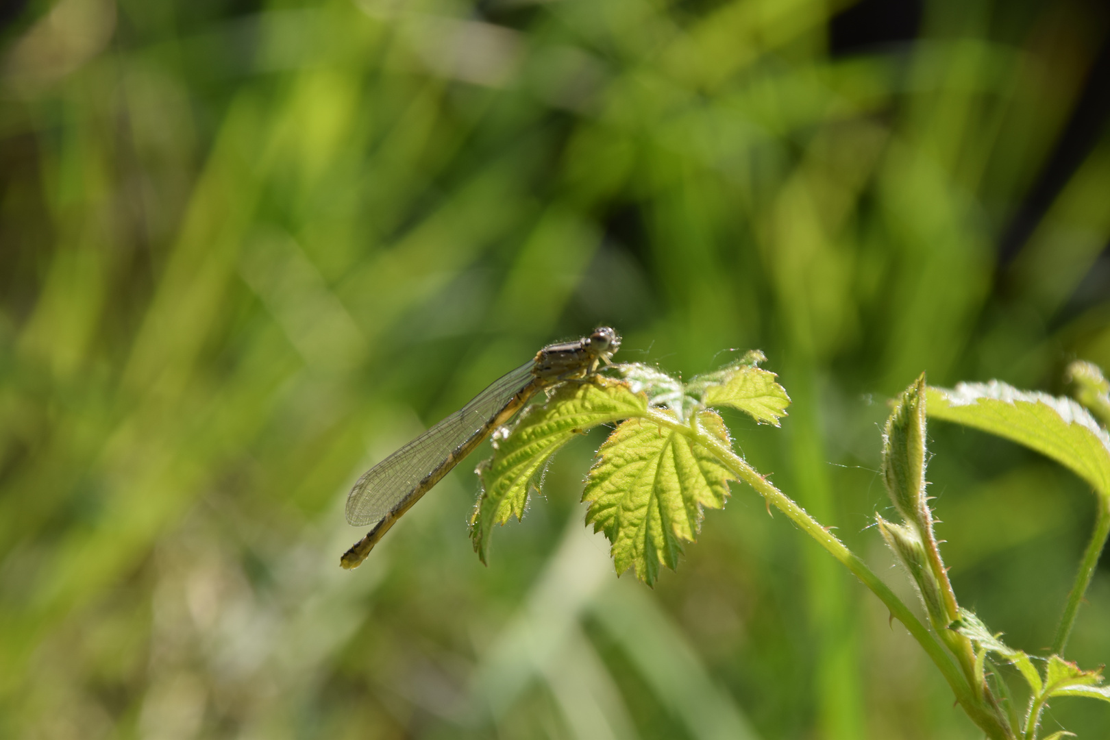 Libelle