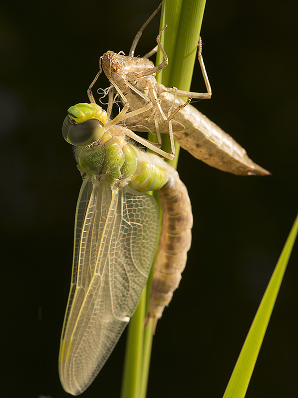 Libelle