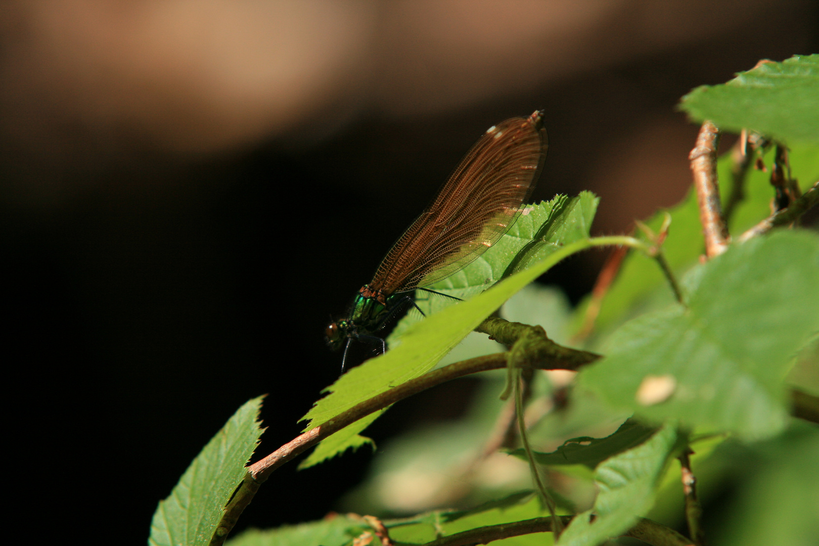 Libelle