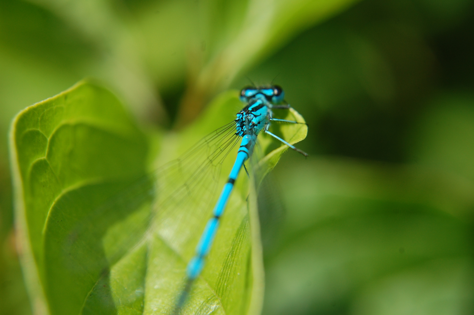 Libelle