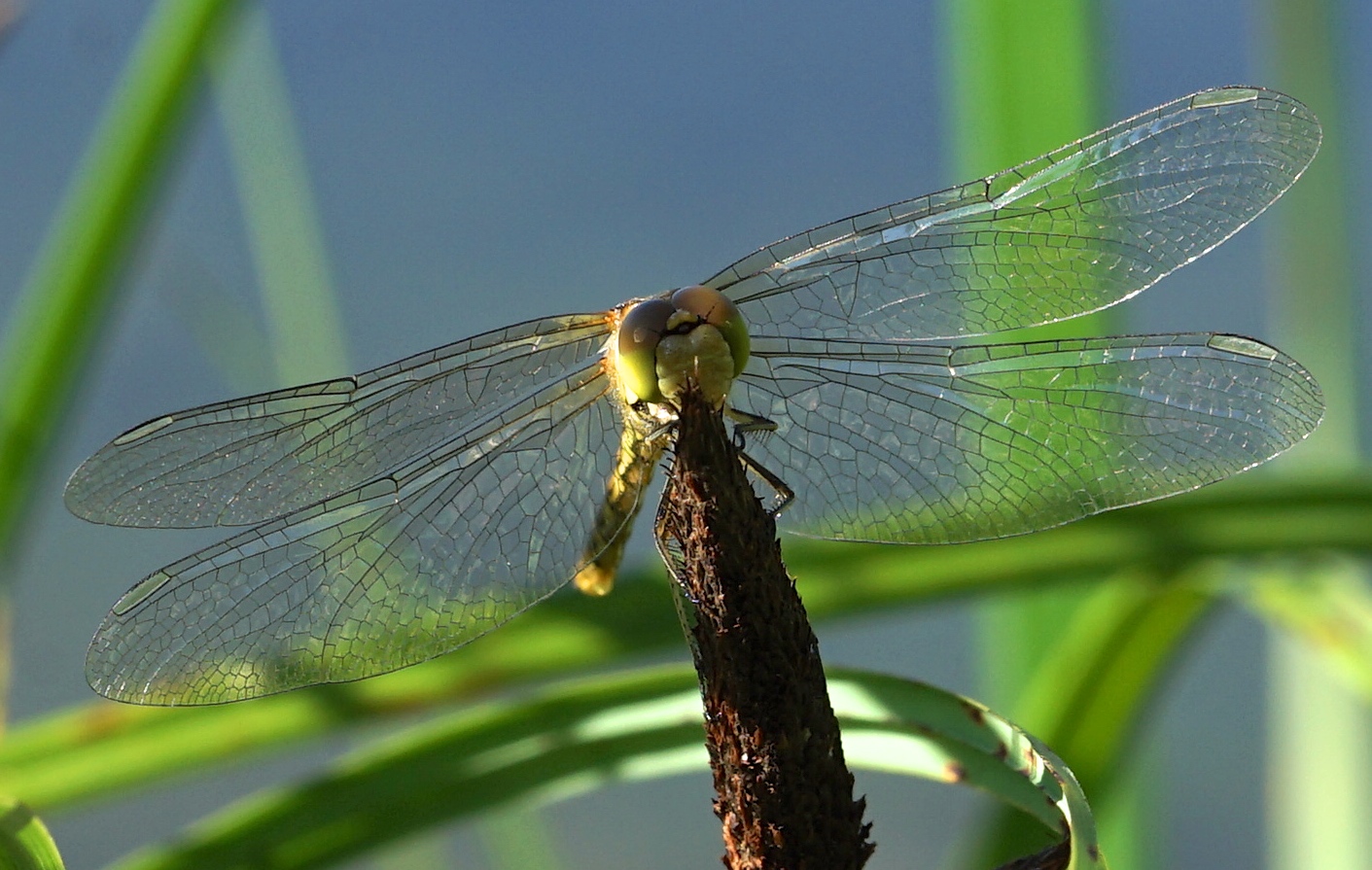 Libelle