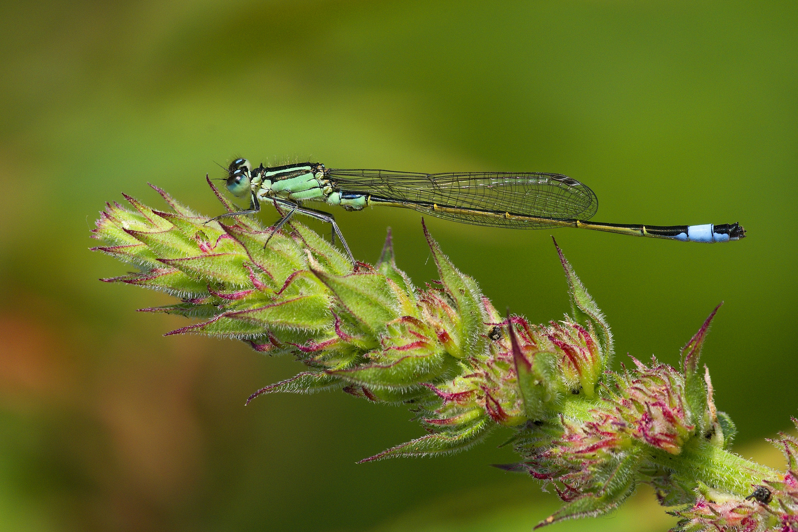 Libelle