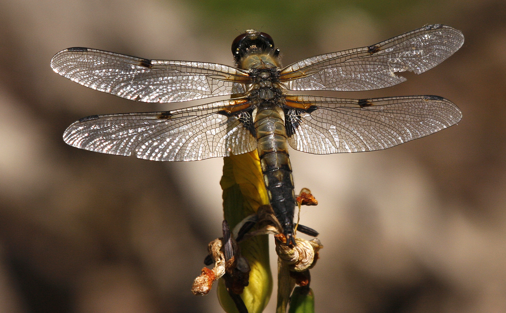 Libelle