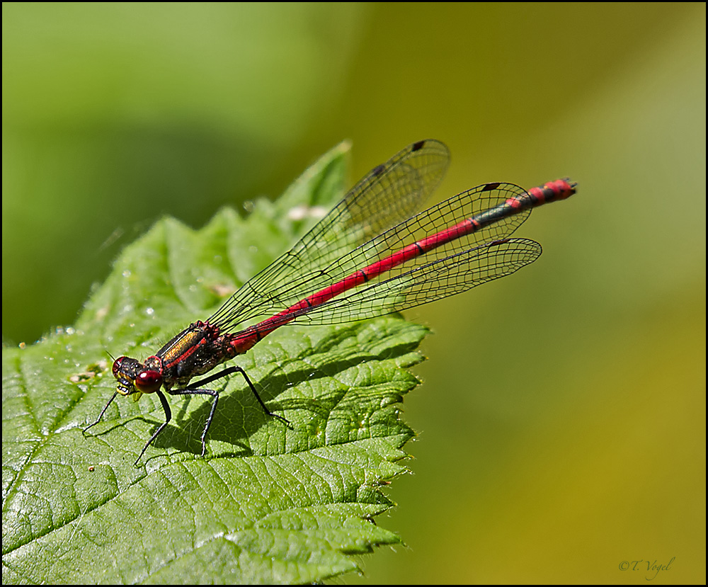 "Libelle"