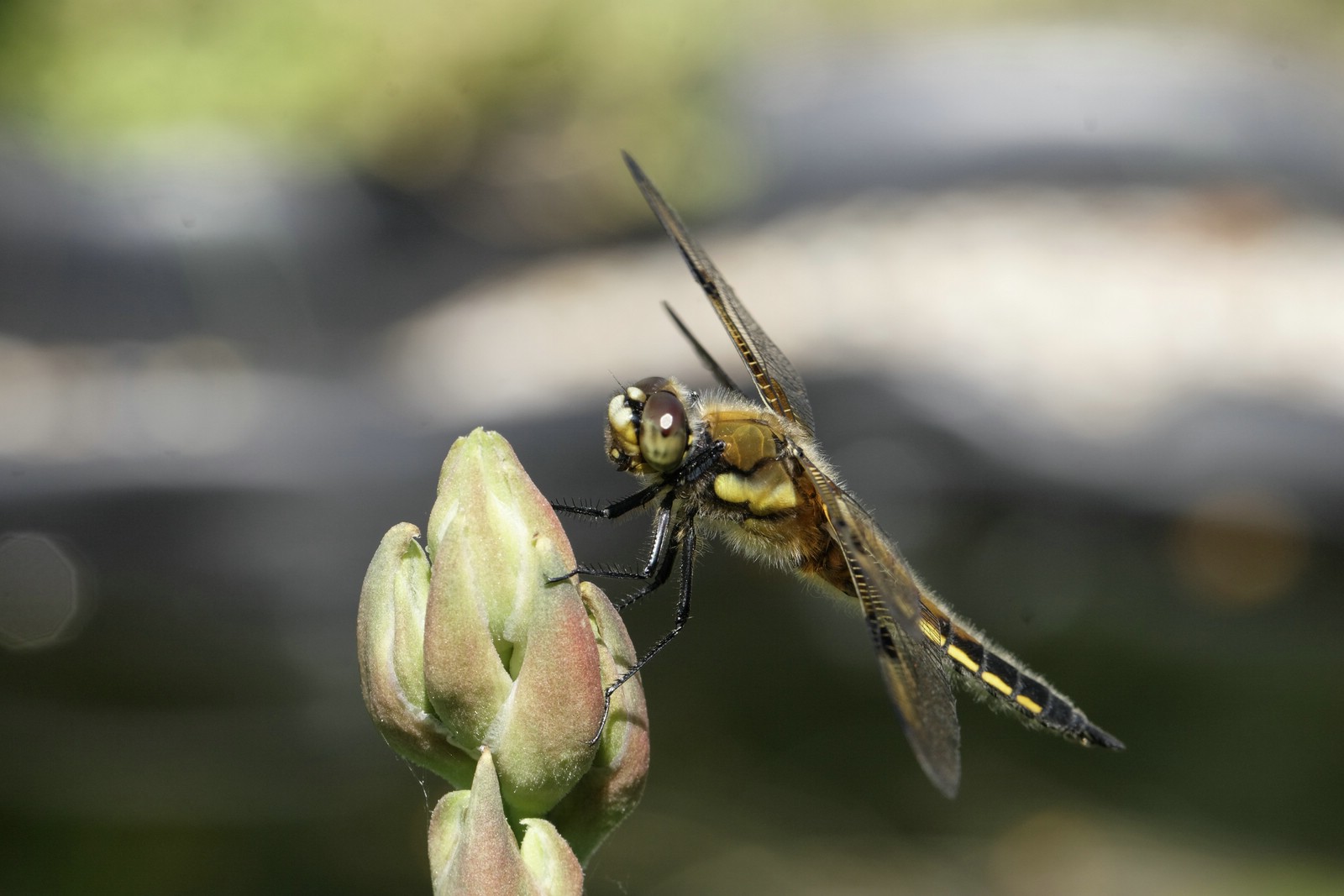 Libelle