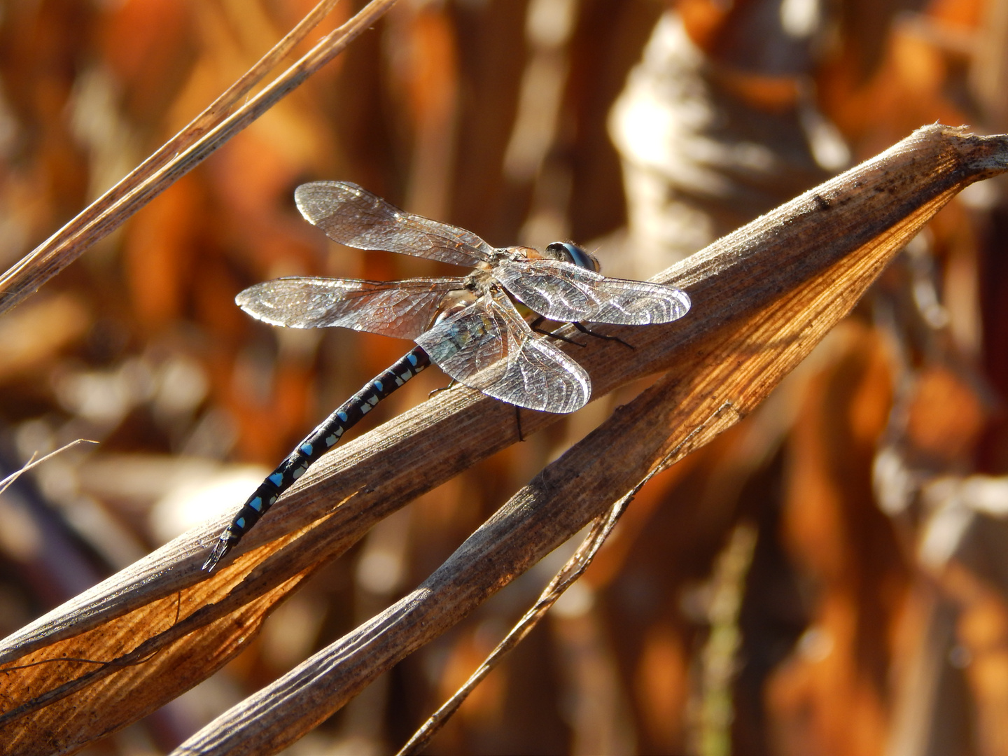 Libelle