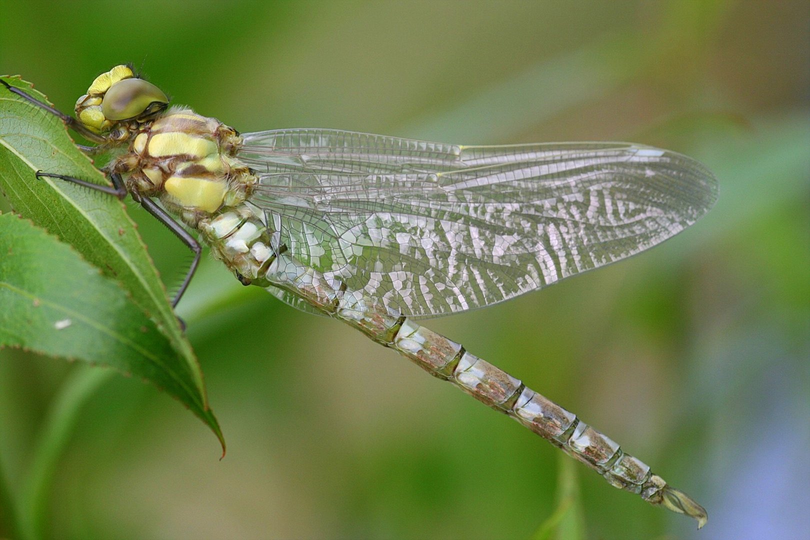 Libelle