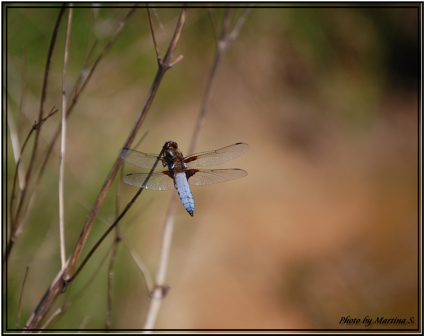 Libelle