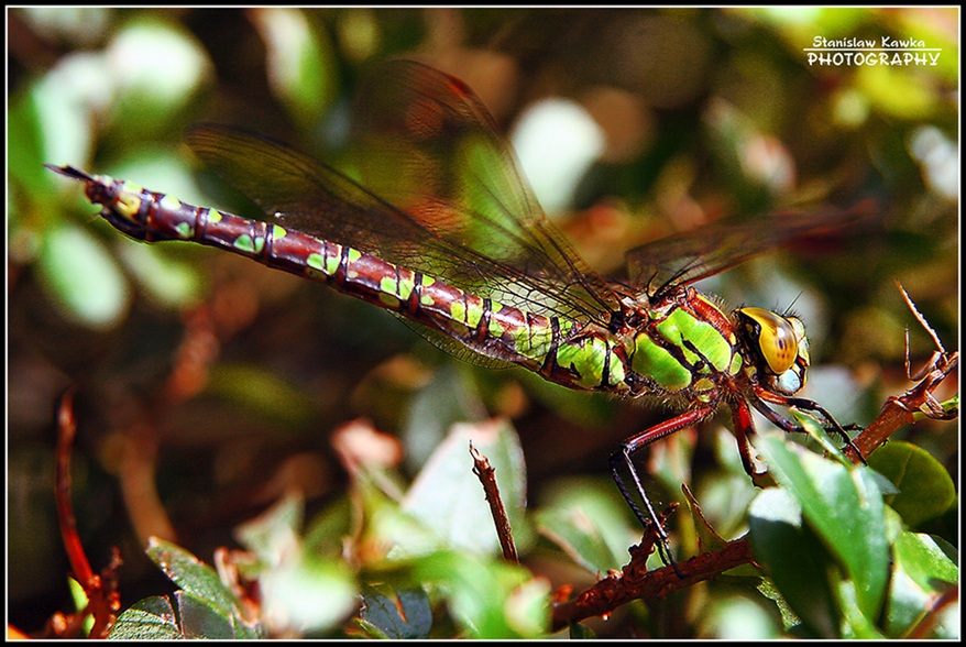 Libelle