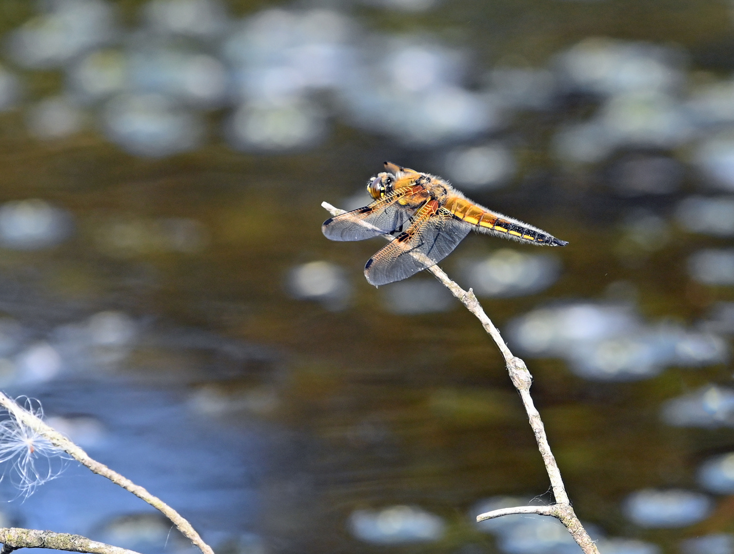 Libelle