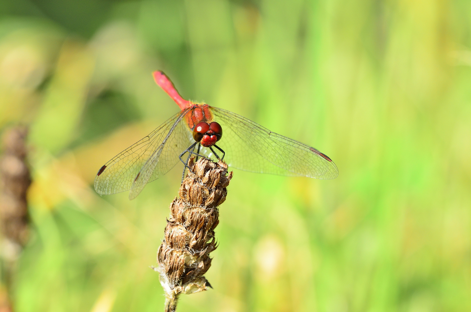 Libelle