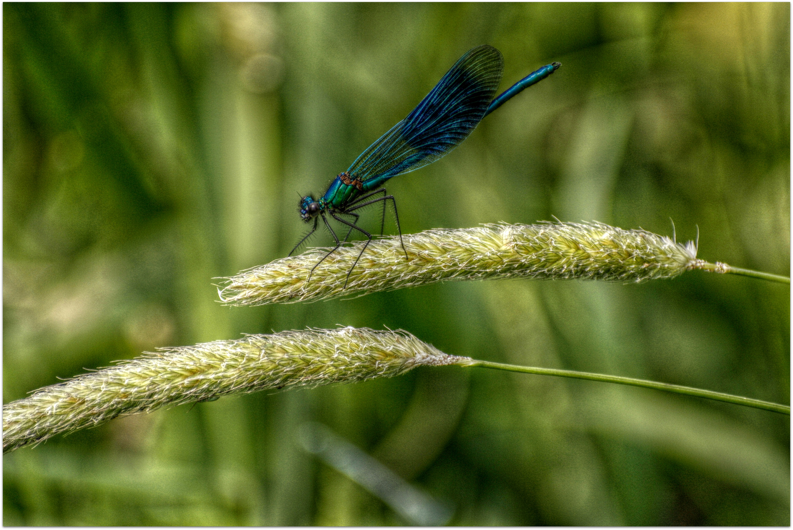 Libelle