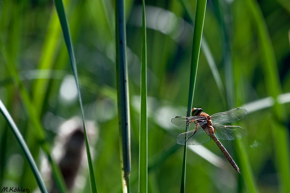 Libelle