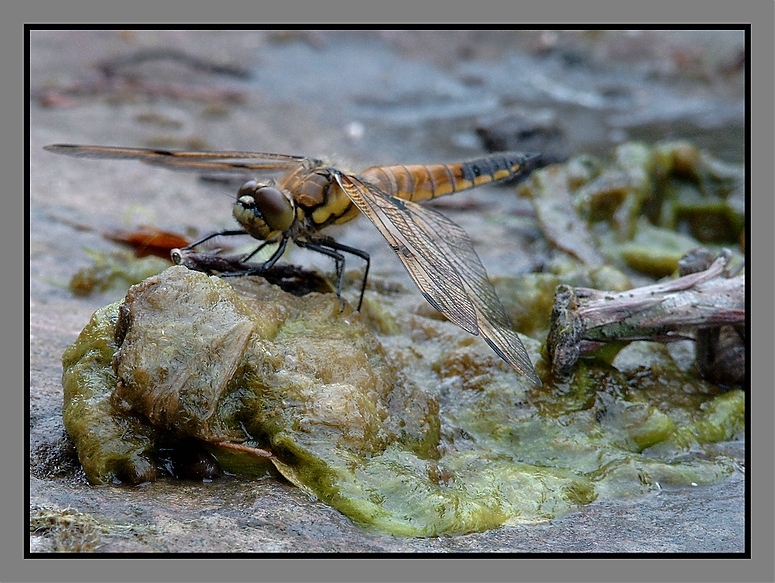 Libelle