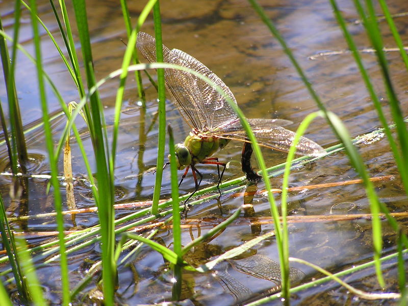 Libelle