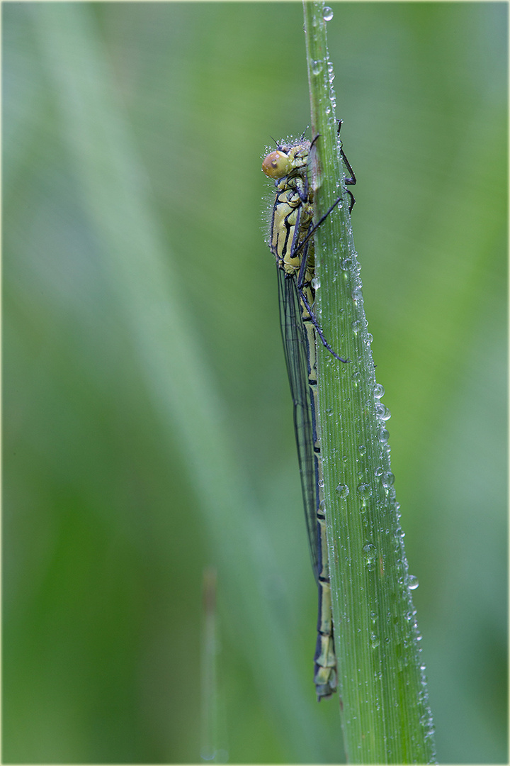 Libelle