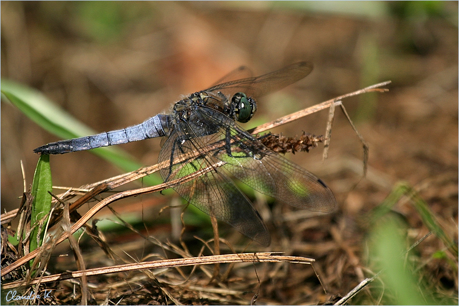 Libelle