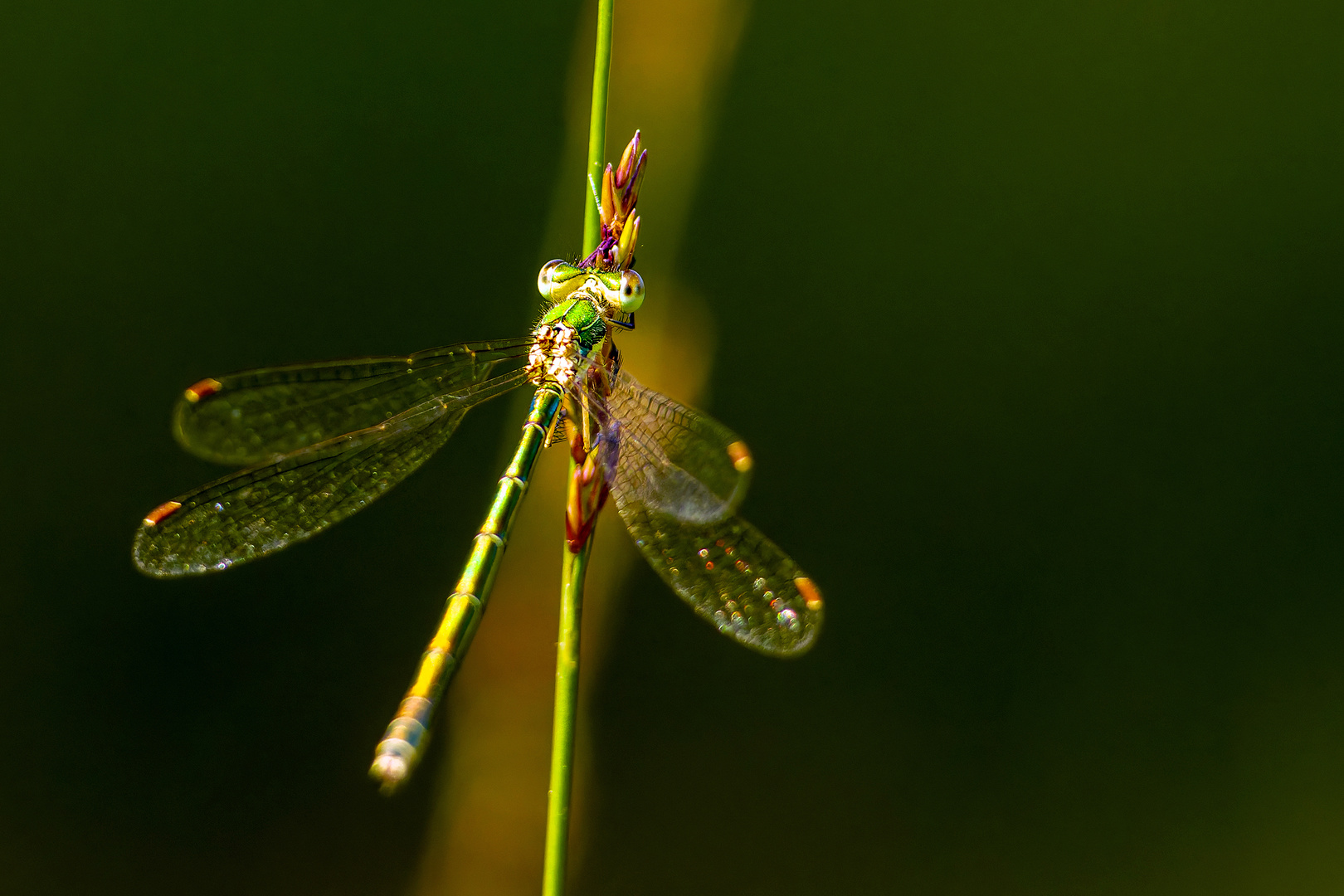 Libelle