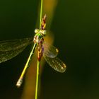 Libelle