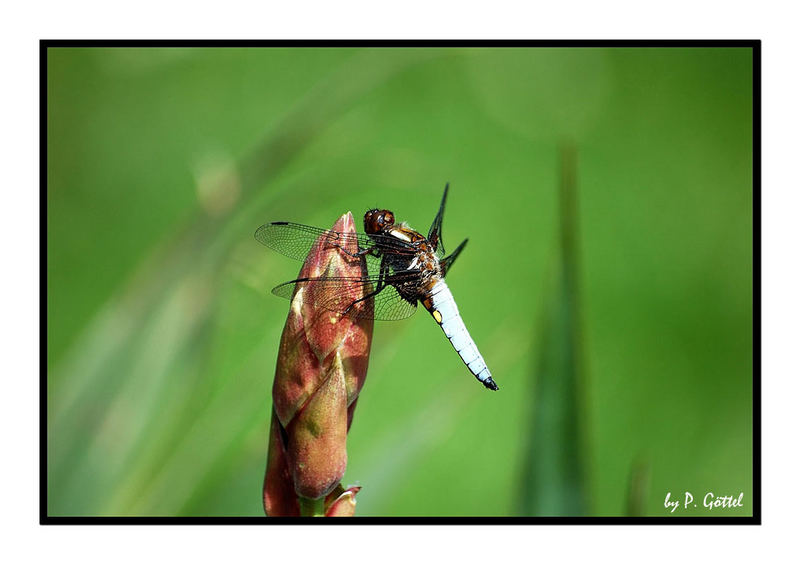 Libelle