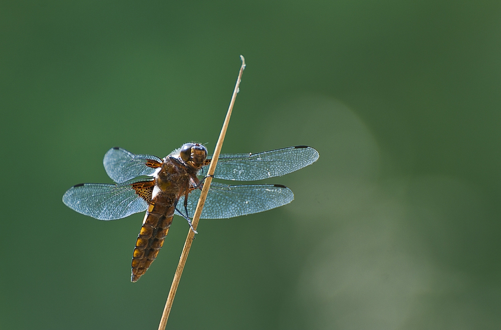 Libelle