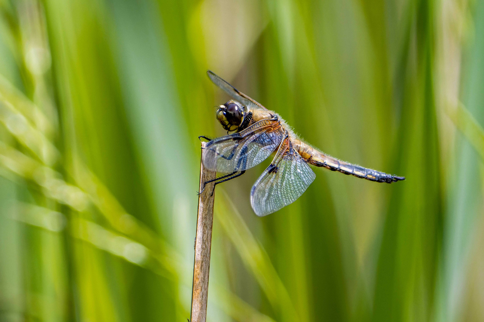 Libelle