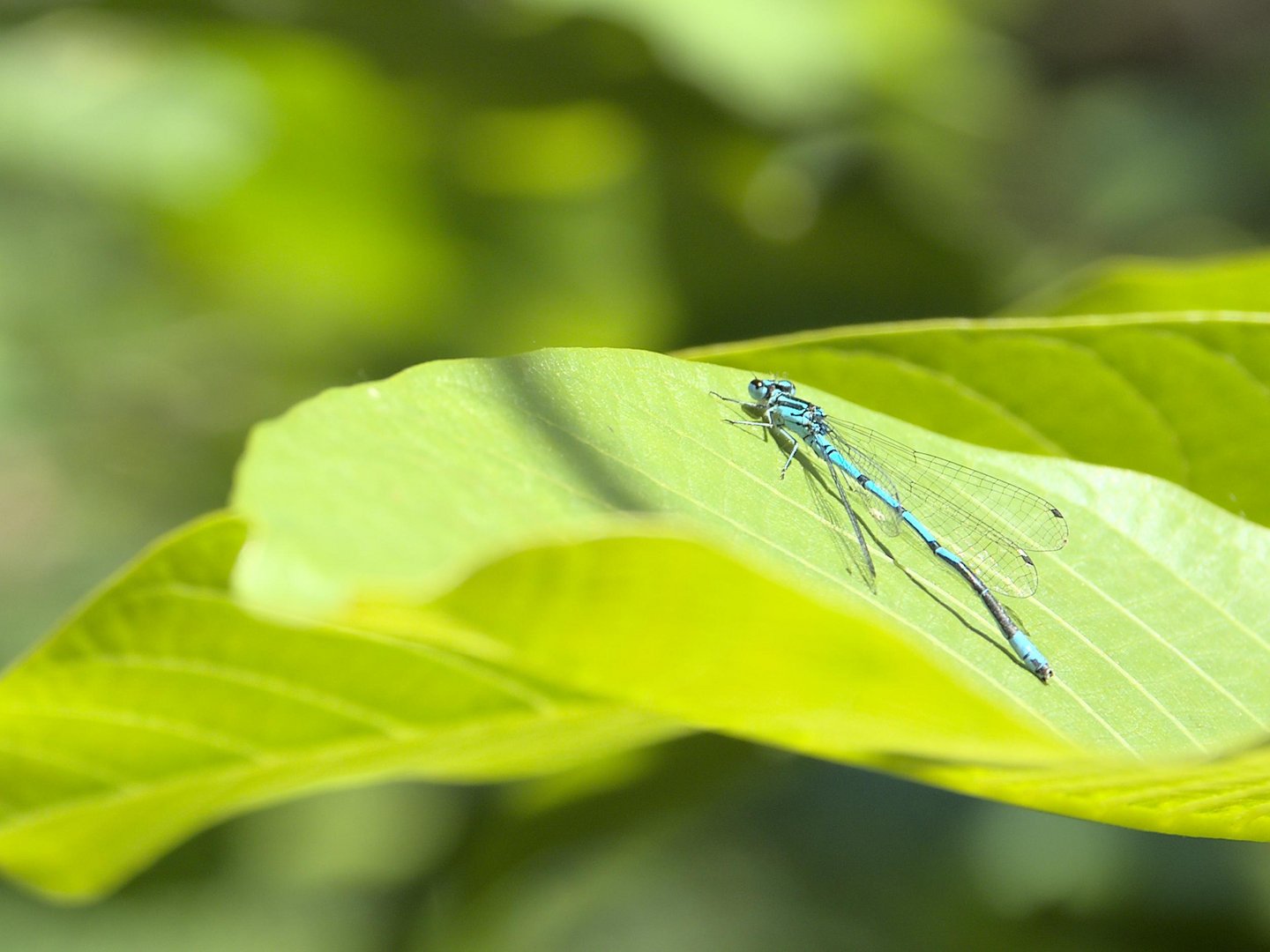 Libelle