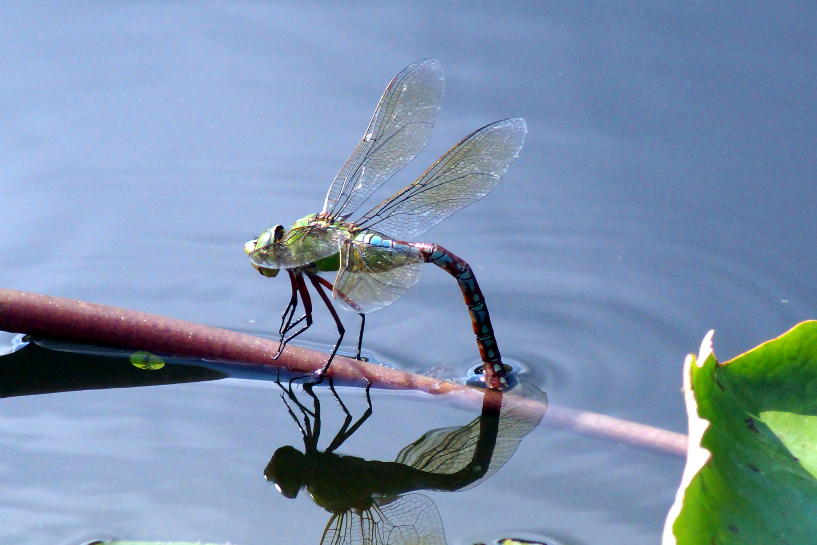 Libelle