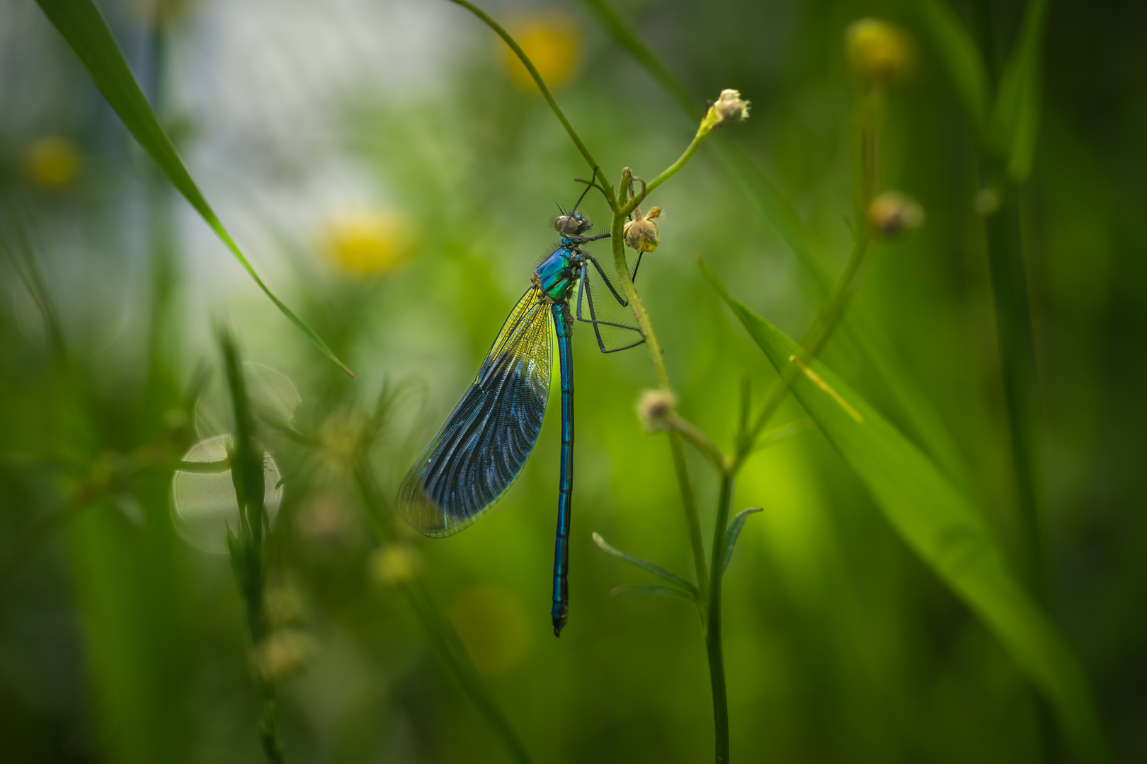 Libelle