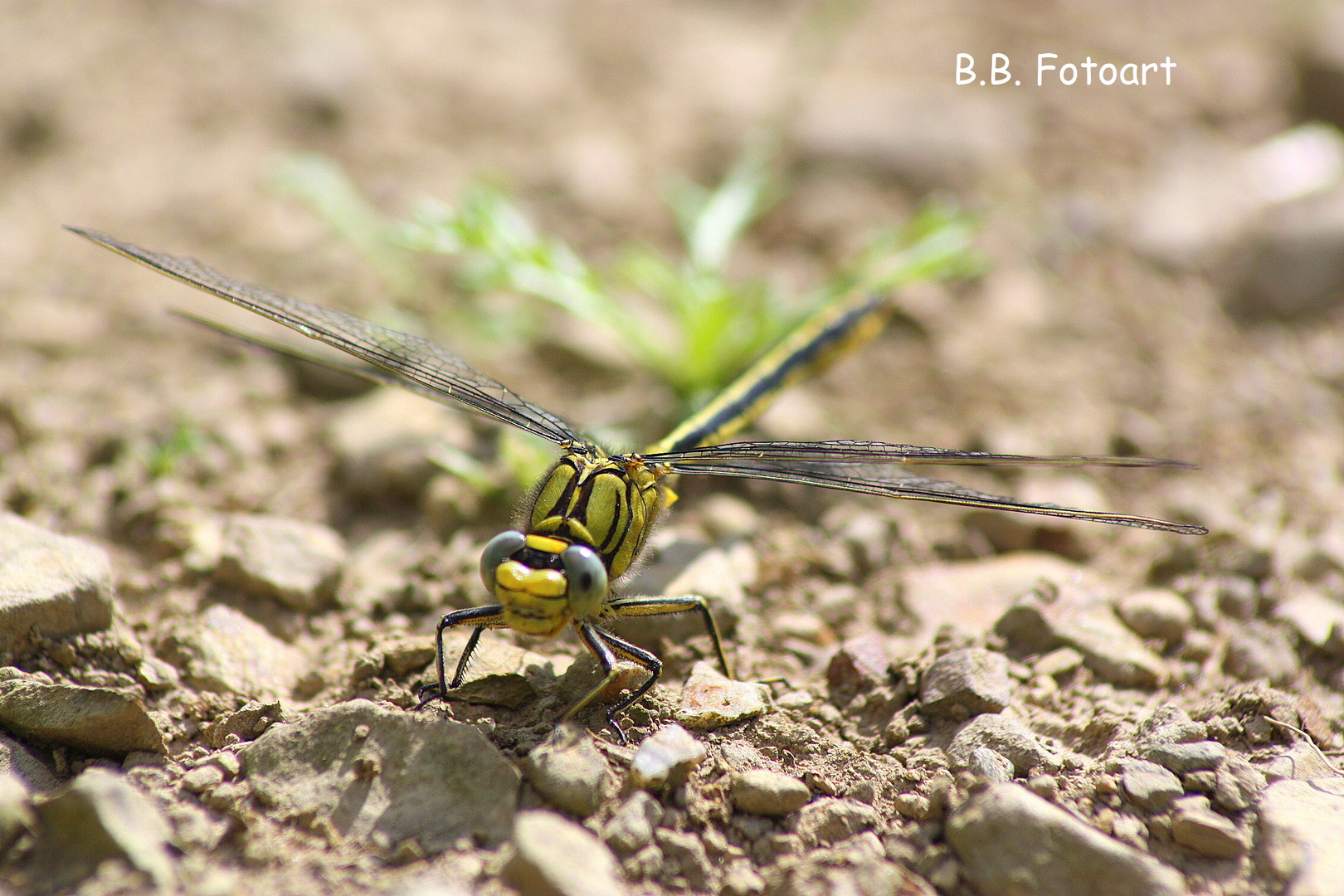 ... Libelle....