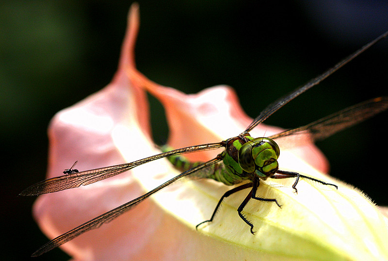 Libelle