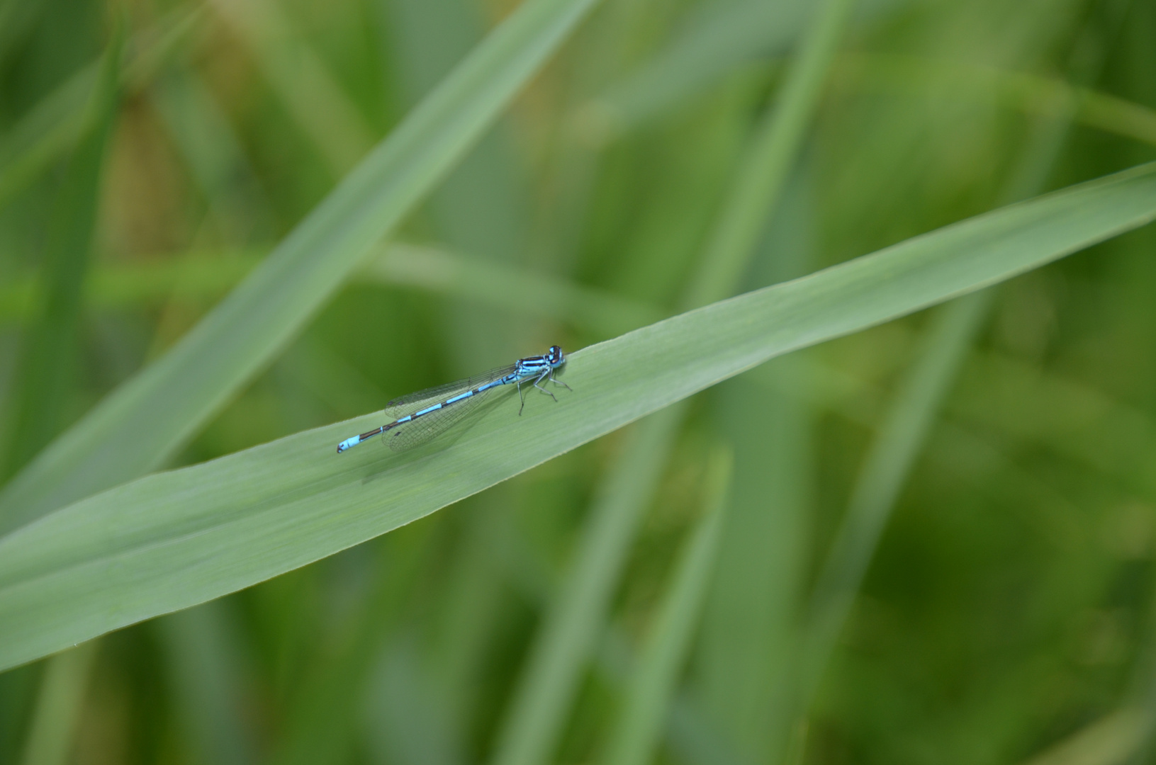 Libelle