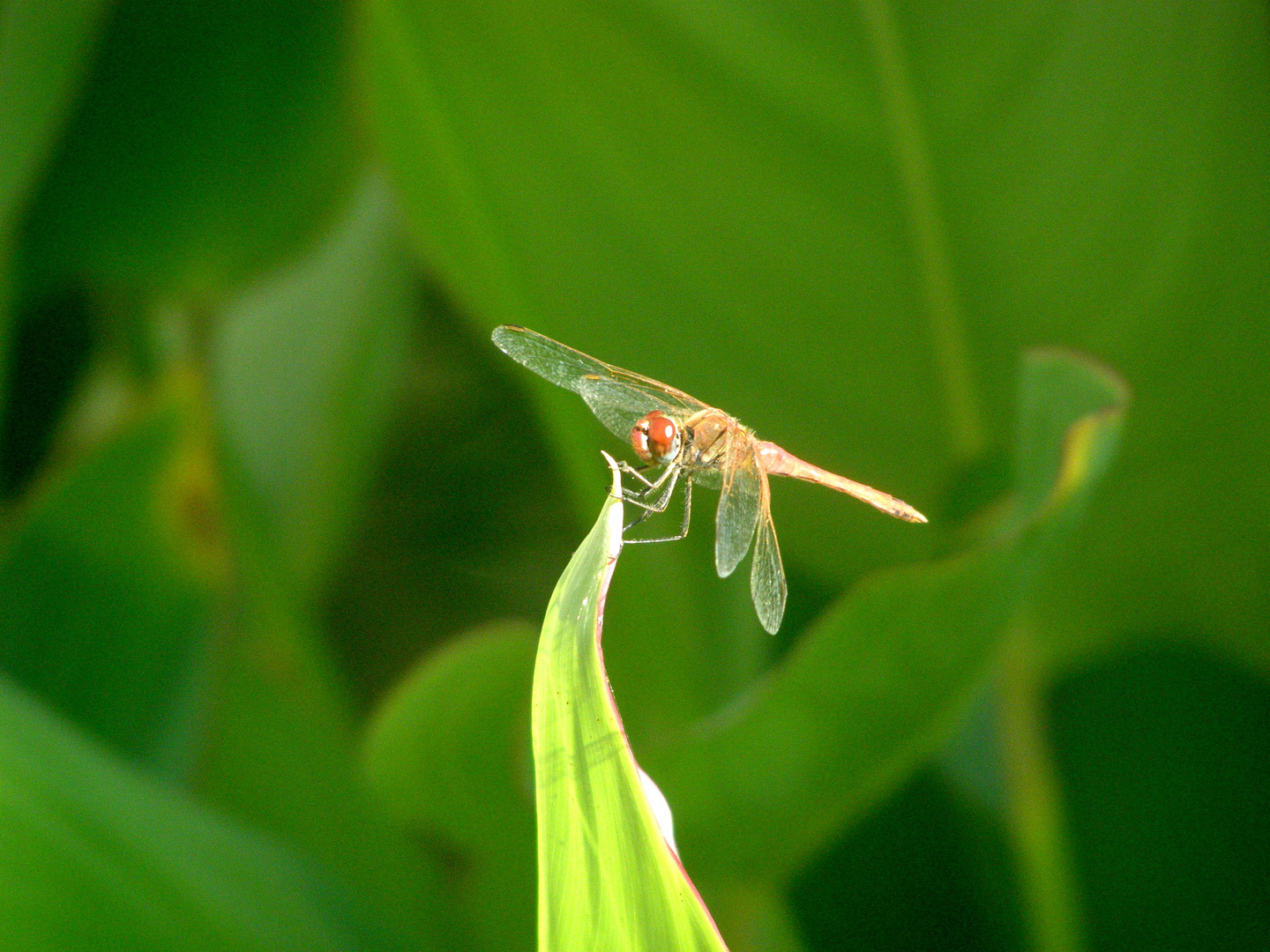 libelle