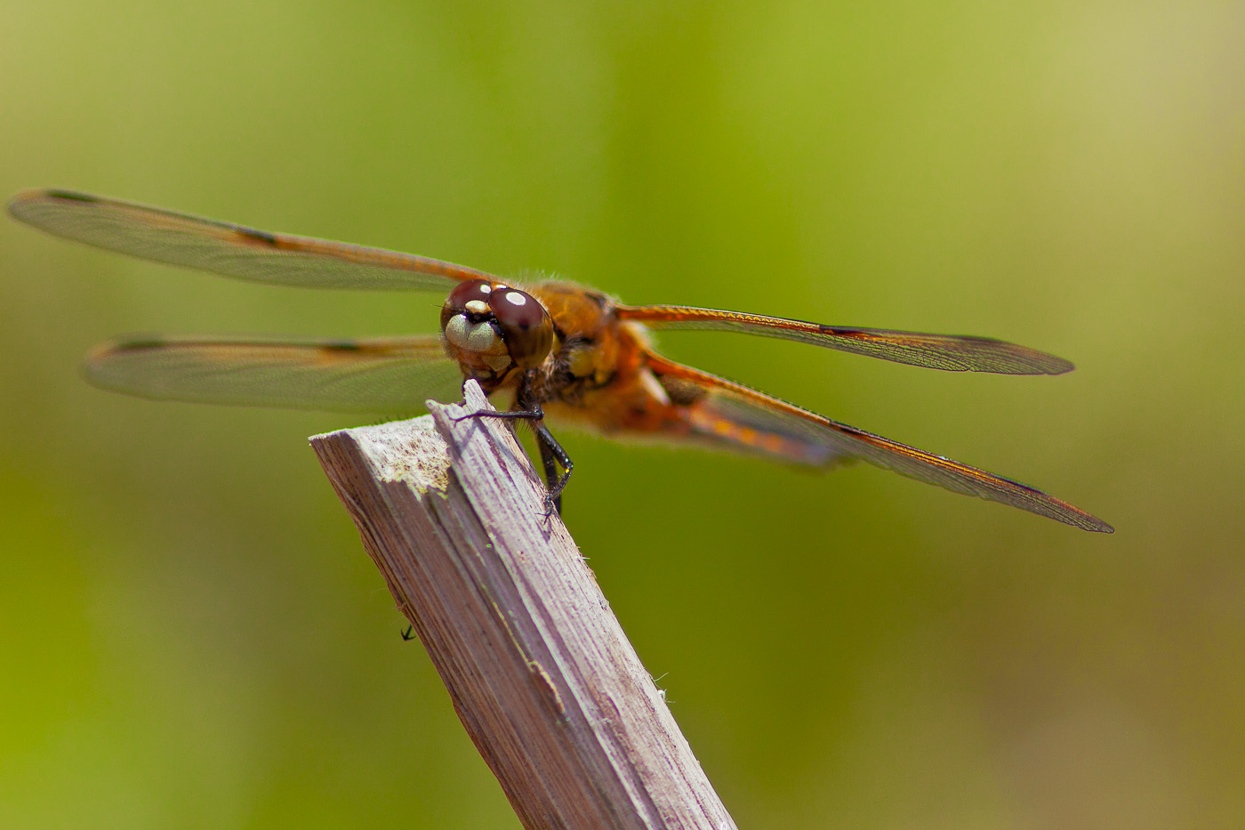 Libelle