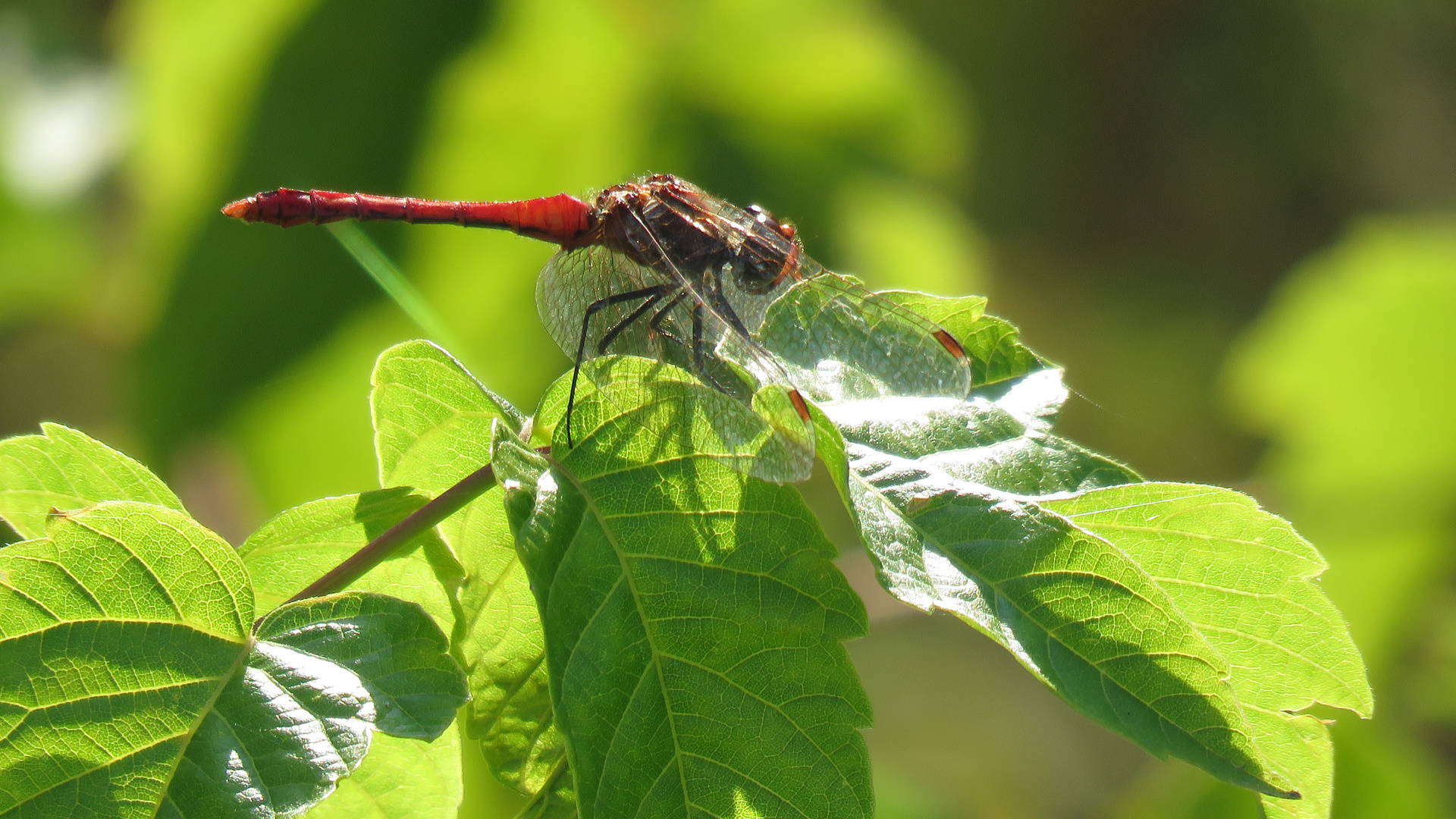 Libelle...