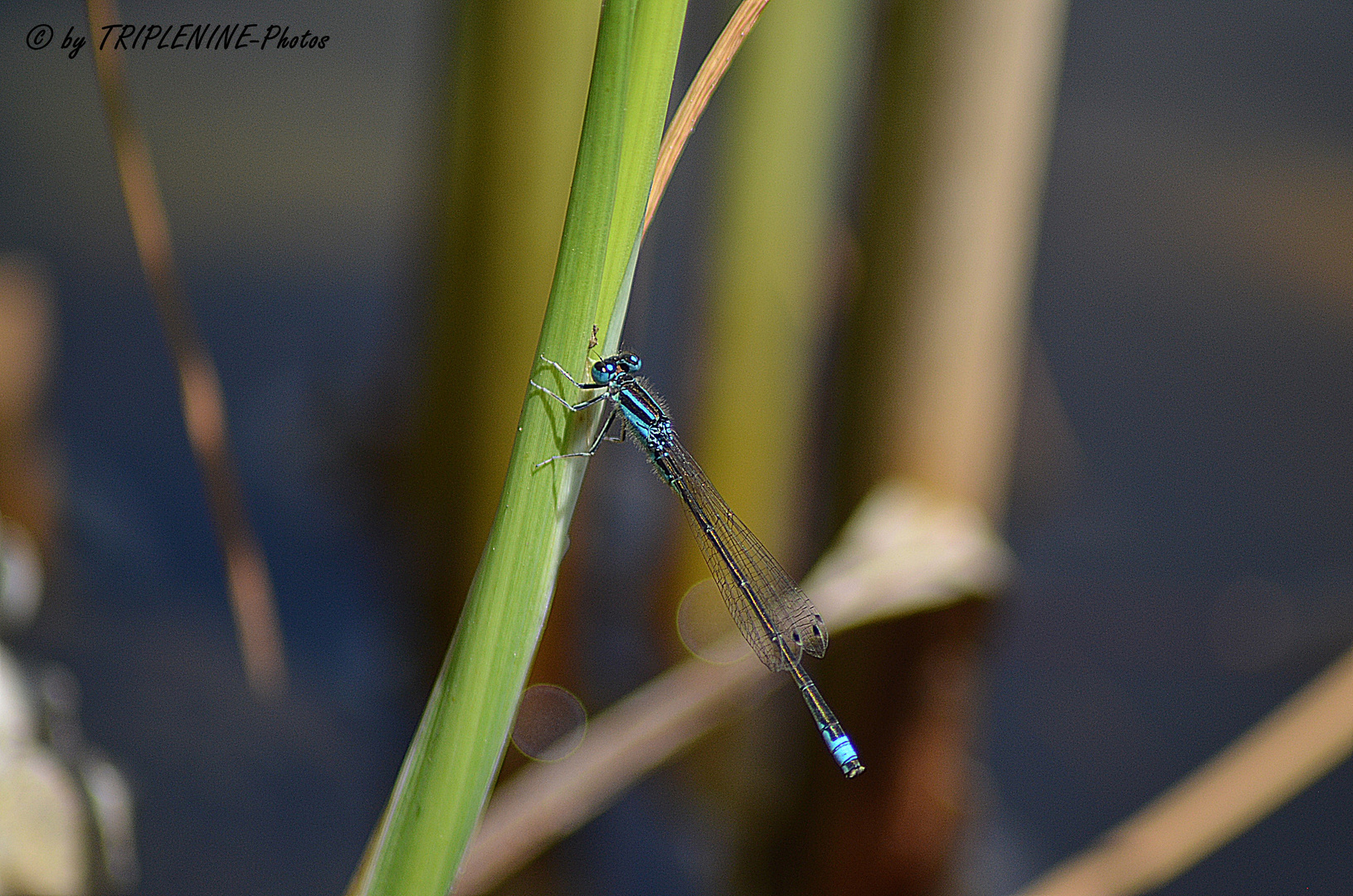 Libelle