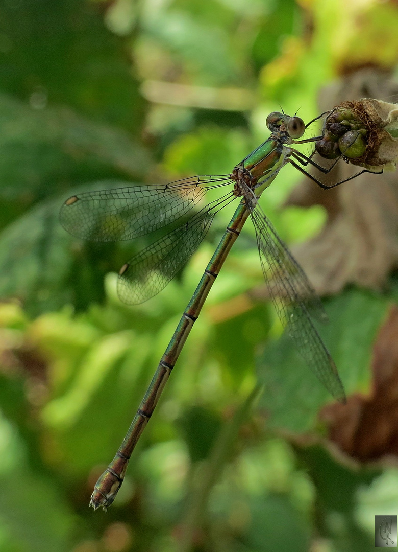 Libelle...