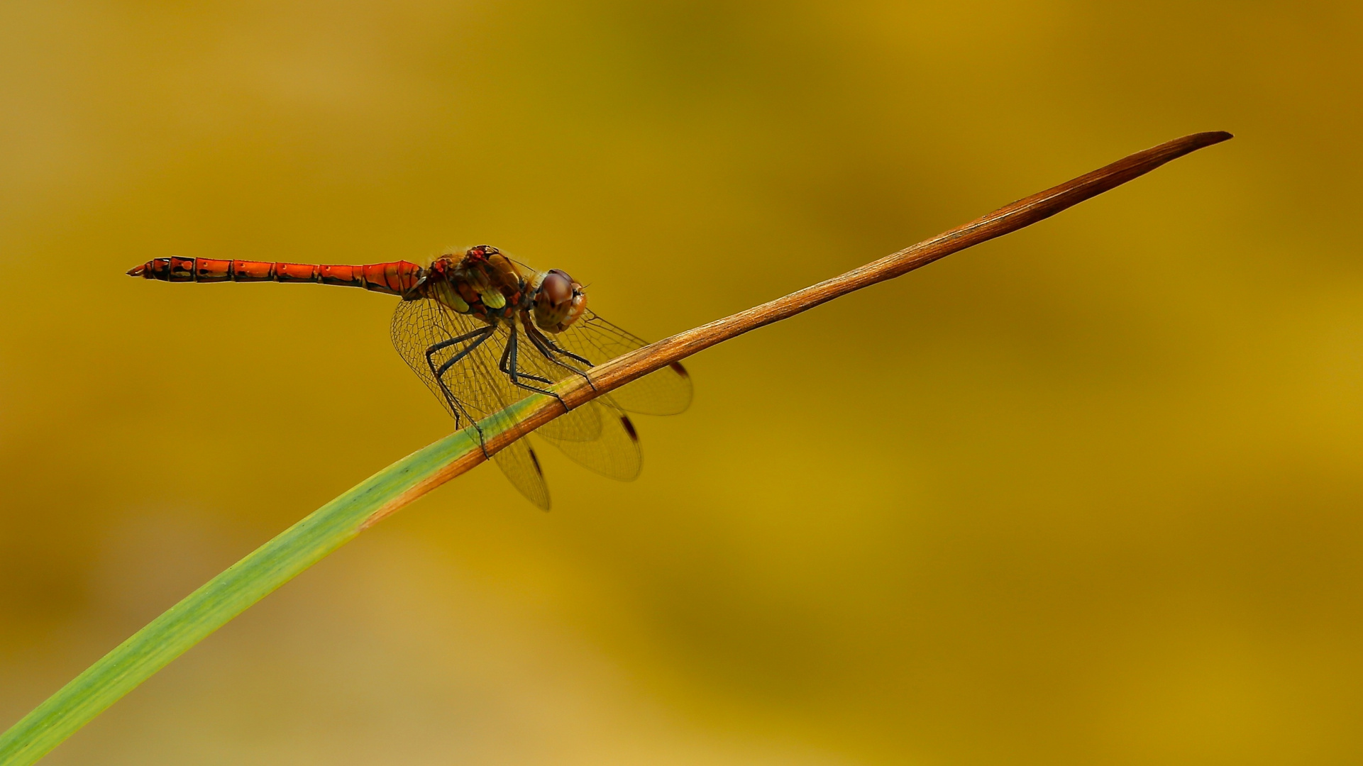 Libelle