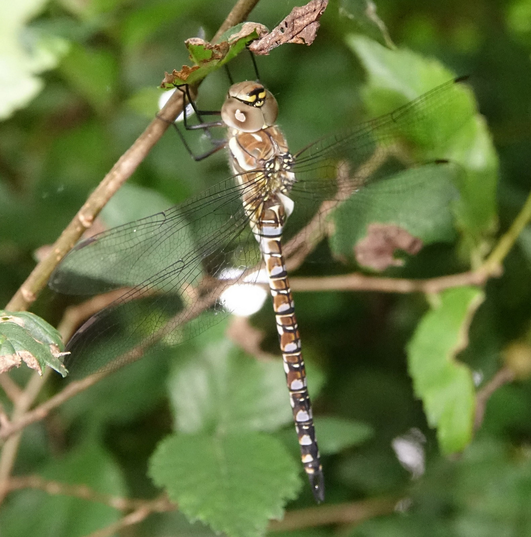 Libelle Abend 2