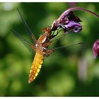 Libelle - aber was für eine?